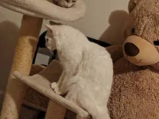 Maine Coon blandinger. En han og en hun tilbage ✨