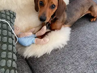 Hundehvalp