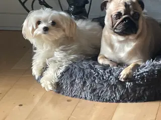 Mops og Malteser/shih tzu  blanding 