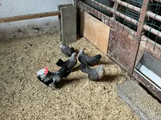 Mini dværghøns