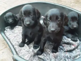 Flat Coated retriever 