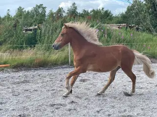 2 års Islænder vallak