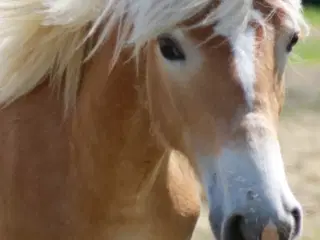 Haflinger hoppeplag