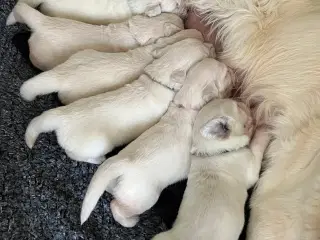 Golden Retriever 