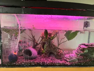 Akvarium og fisk