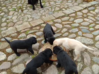 Labrador Formel 1 hvalpe 