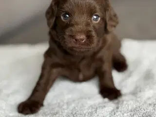 🐾 Smukke Cockapoo-hvalpe søger kærlige hjem 🏡
