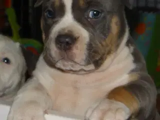 American bully hvalpe 