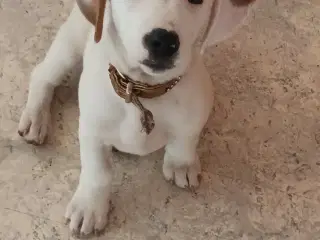 Gravhunde