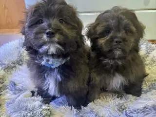 Cavapoo Far/ Shih tzu-mor/