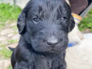 Goldendoodle - Golden doodle