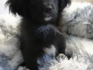 Den skønneste Pomeranian-blandingshvalp