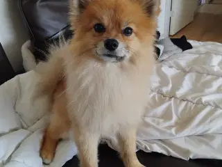 pomeranian til salg