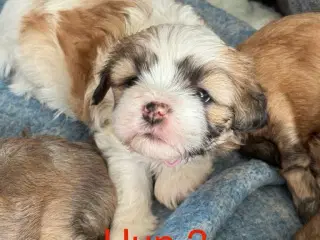 Lhasa apso/Bichon Havanais hvalpe