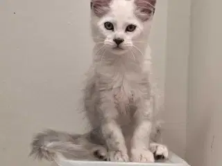 Shaded dreng mainecoon