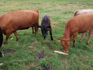 Dexter med og uden stamtavle.