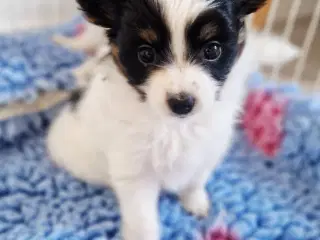 Papillon hvalpe