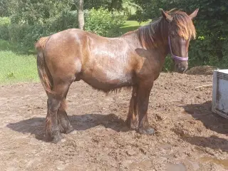 1 årig Jyskhest hingst sælges
