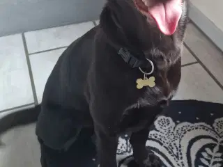Labrador