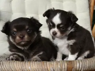 Chihuahua hvalpe salg