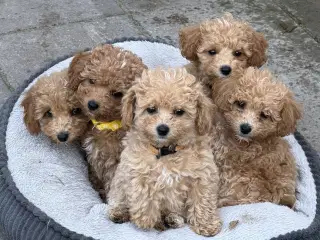 🐾 Skønne Poochon hvalpe søger kærlige hjem 🐾