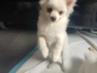 Mini Pomeranian 