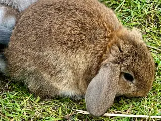 Søde kaninunger