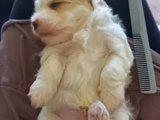 Bichon havanais hvalp / en rigtig lille isbjørn 