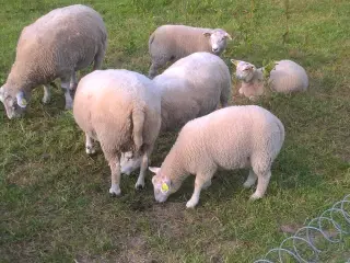 Texel får / lam