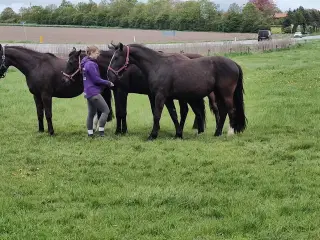 Kraftig, stor hoppe 3 år.