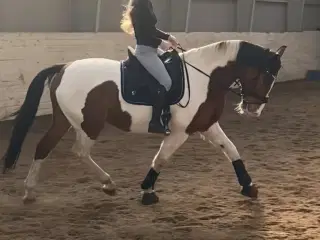 tilridning eller videresalg af pony tilbydes