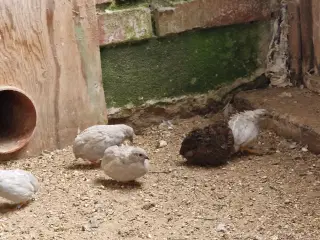 Kinesiske dværgvagtler - hunner