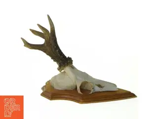 Gevir (str. 21 x 13 x 18 cm)