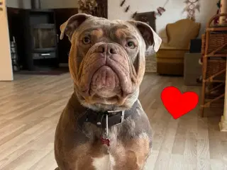 Old english bulldog han på 1 år søger nyt hjem 