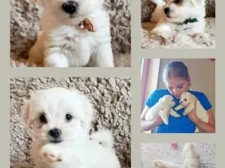 Havaapso Hvalpe - Klar 2. Juli