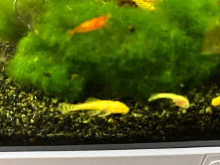 Golden Ancistrus