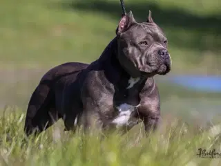 American Bully