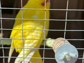 Gedeparekitter