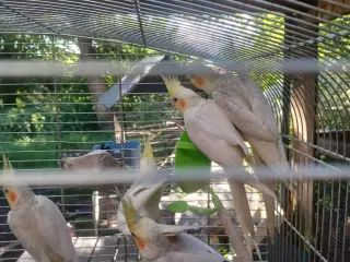 Nymfer