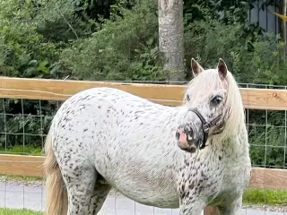 Smukkeste knapstrupper shetlænder