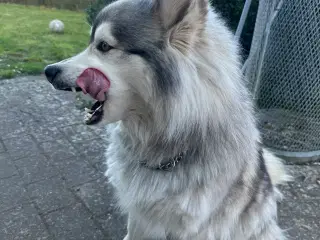 Husky - 5år