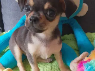 Skønne små chihuahua blandings