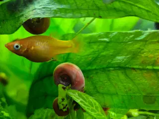 Posthornssnegle 