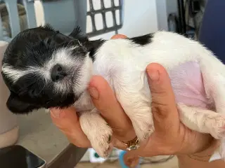 Mini boomer 