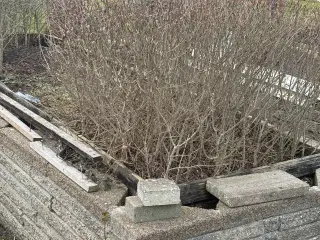 Hækplanter Ligusterhæk