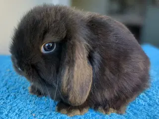 Minilop kaninunge sælges 