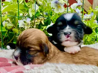 Allergivenlig Shih Tzu / Bichon Havanais