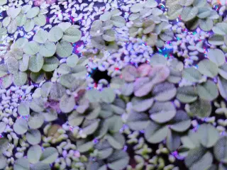 Akvarie planter Salvinia Minima