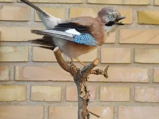 Skovskade