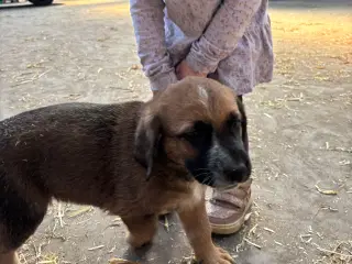 Labrador blandningshvalpe